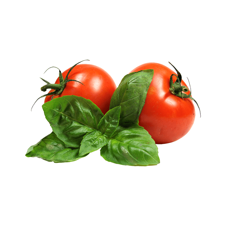 Tomato Plant